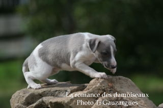 CHIOT WHIPPET ISSU DE L ELEVAGE DE LA ROMANCE DES DAMOISEAUX