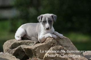 CHIOT WHIPPET ISSU DE L ELEVAGE DE LA ROMANCE DES DAMOISEAUX