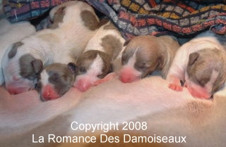 Naissance chiots whippet de la Romance des Damoiseaux