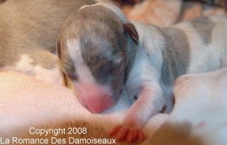 Naissance chiots whippet de la Romance des Damoiseaux