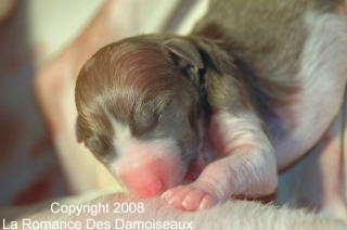 Naissance chiots whippet de la Romance des Damoiseaux