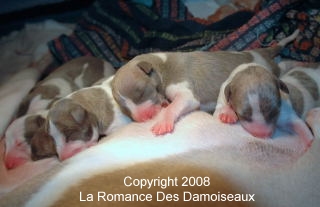 Naissance chiots whippet de la Romance des Damoiseaux