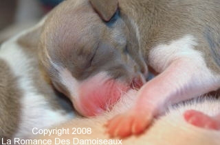 Naissance chiots whippet de la Romance des Damoiseaux