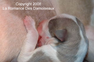 Naissance chiots whippet de la Romance des Damoiseaux