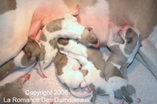 Naissance chiots whippet de la Romance des Damoiseaux