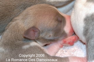 Naissance chiots whippet de la Romance des Damoiseaux