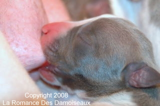 Naissance chiots whippet de la Romance des Damoiseaux