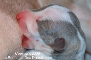 Naissance chiots whippet de la Romance des Damoiseaux