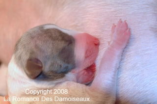 Naissance chiots whippet de la Romance des Damoiseaux