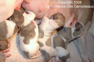 Naissance chiots whippet de la Romance des Damoiseaux