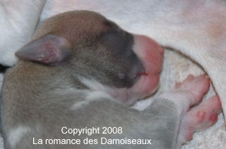 Chiot whippet 1 jour issu de l'levage de la romance des Damoiseaux