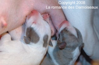 Chiot whippet 1 jour issu de l'levage de la romance des Damoiseaux