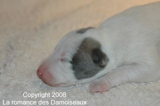 PHOTO CHIOT WHIPPET