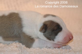 PHOTO CHIOT WHIPPET