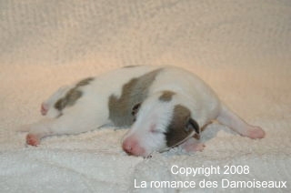 PHOTO CHIOT WHIPPET
