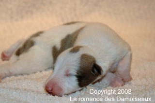 PHOTO CHIOT WHIPPET