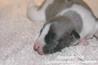 PHOTO CHIOT WHIPPET