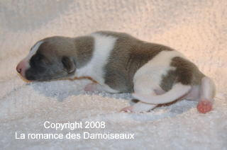 PHOTO CHIOT WHIPPET