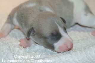 PHOTO CHIOT WHIPPET