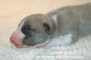 PHOTO CHIOT WHIPPET