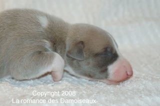 PHOTO CHIOT WHIPPET