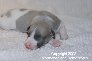 PHOTO CHIOT WHIPPET