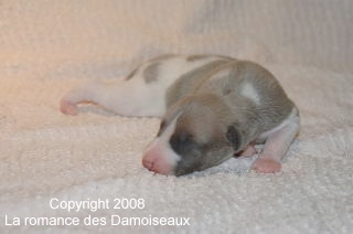 PHOTO CHIOT WHIPPET