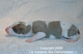 PHOTO CHIOT WHIPPET