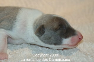 PHOTO CHIOT WHIPPET