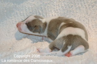 PHOTO CHIOT WHIPPET