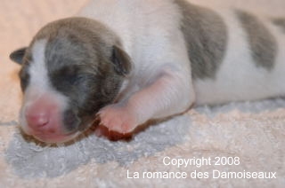 PHOTO CHIOT WHIPPET