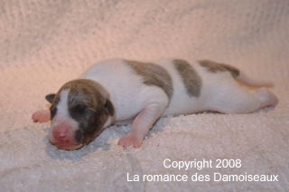 PHOTO CHIOT WHIPPET