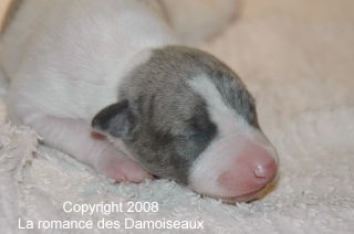 PHOTO CHIOT WHIPPET