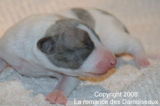 PHOTO CHIOT WHIPPET