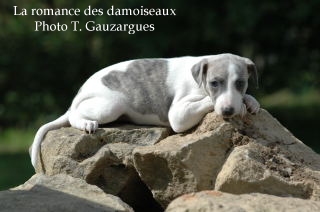 CHIOT WHIPPET ISSU DE L ELEVAGE DE LA ROMANCE DES DAMOISEAUX