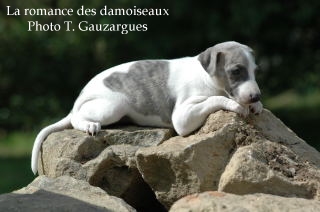 CHIOT WHIPPET ISSU DE L ELEVAGE DE LA ROMANCE DES DAMOISEAUX