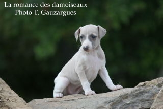 CHIOT WHIPPET ISSU DE L ELEVAGE DE LA ROMANCE DES DAMOISEAUX