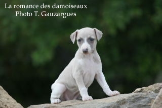 CHIOT WHIPPET ISSU DE L ELEVAGE DE LA ROMANCE DES DAMOISEAUX