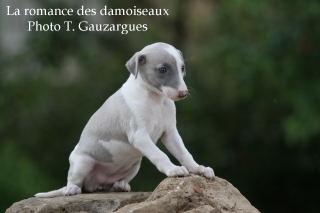 CHIOT WHIPPET ISSU DE L ELEVAGE DE LA ROMANCE DES DAMOISEAUX