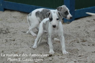 CHIOT WHIPPET ISSU DE L ELEVAGE DE LA ROMANCE DES DAMOISEAUX