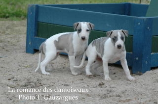 CHIOT WHIPPET ISSU DE L ELEVAGE DE LA ROMANCE DES DAMOISEAUX