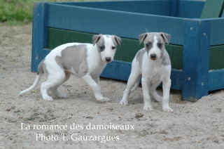 CHIOT WHIPPET ISSU DE L ELEVAGE DE LA ROMANCE DES DAMOISEAUX