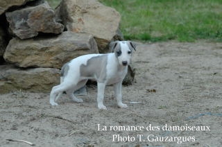 CHIOT WHIPPET ISSU DE L ELEVAGE DE LA ROMANCE DES DAMOISEAUX