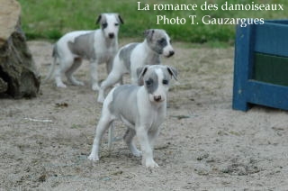 CHIOT WHIPPET ISSU DE L ELEVAGE DE LA ROMANCE DES DAMOISEAUX