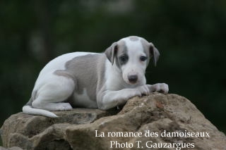 CHIOT WHIPPET ISSU DE L ELEVAGE DE LA ROMANCE DES DAMOISEAUX