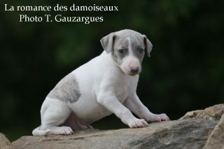 CHIOT WHIPPET ISSU DE L ELEVAGE DE LA ROMANCE DES DAMOISEAUX