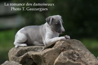 CHIOT WHIPPET ISSU DE L ELEVAGE DE LA ROMANCE DES DAMOISEAUX