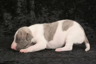 PHOTO CHIOT WHIPPET ISSU DE L ELEVAGE DE LA ROMANCE DES DAMOISEAUX