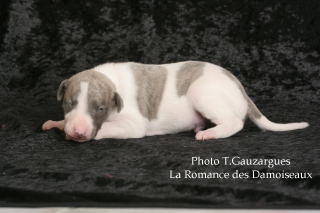 PHOTO CHIOT WHIPPET ISSU DE L ELEVAGE DE LA ROMANCE DES DAMOISEAUX