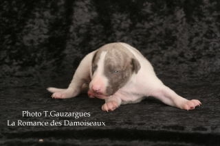 PHOTO CHIOT WHIPPET ISSU DE L ELEVAGE DE LA ROMANCE DES DAMOISEAUX